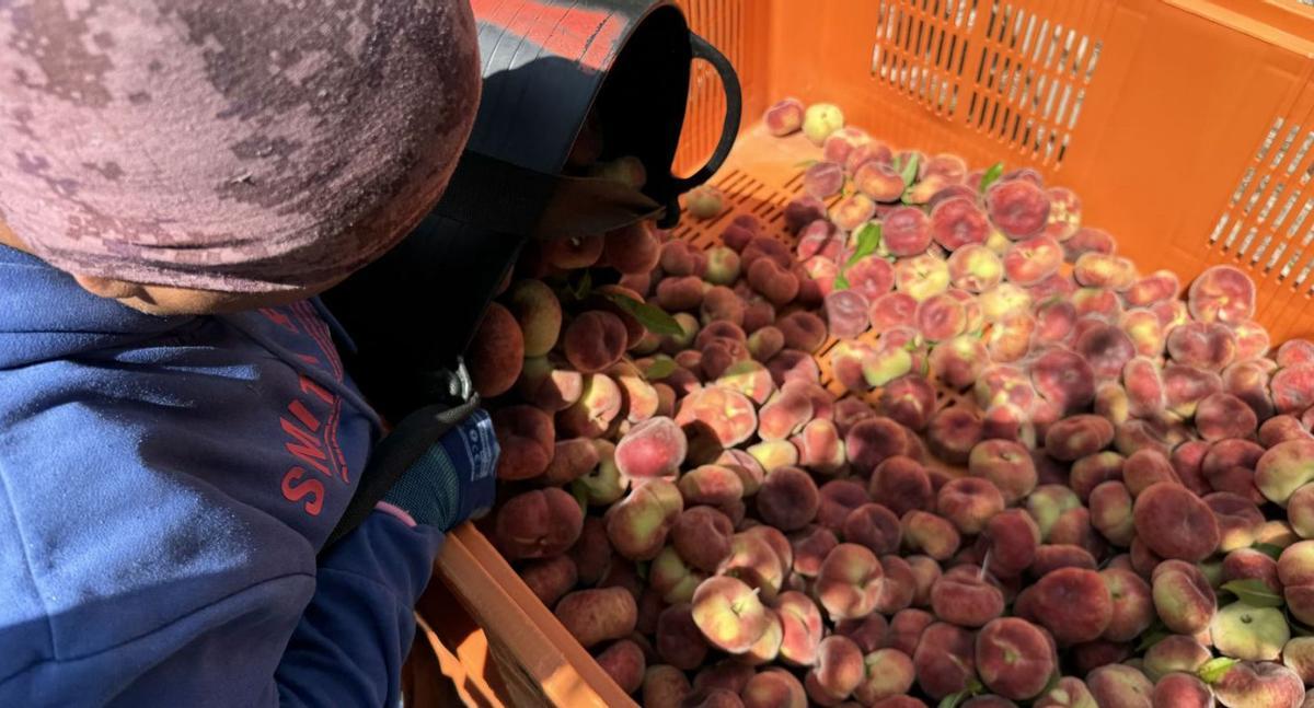 Los consumidores españoles han podido conocer las bondades de las frutas de hueso a través de esta iniciativa.