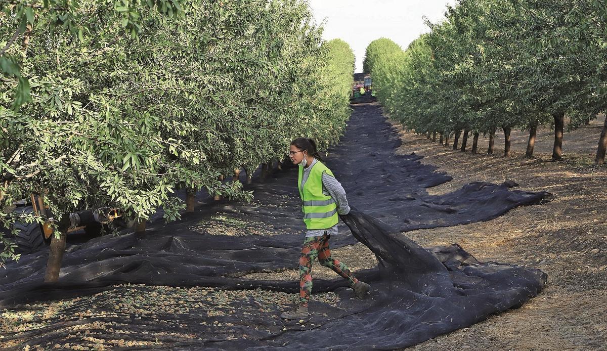 Recogida de la almendra en la finca El Viento, en  Santaella, un cultivo particularmente castigado por la sequía en la presente campaña.