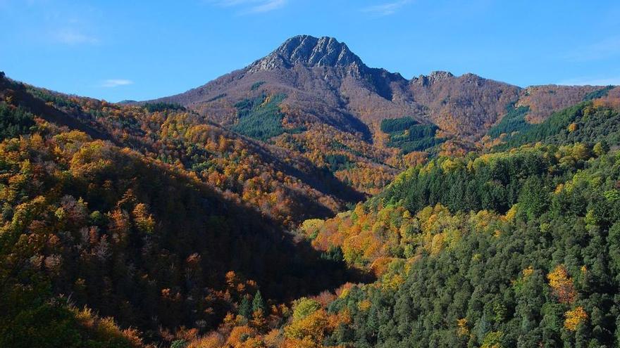 La salud está en los bosques