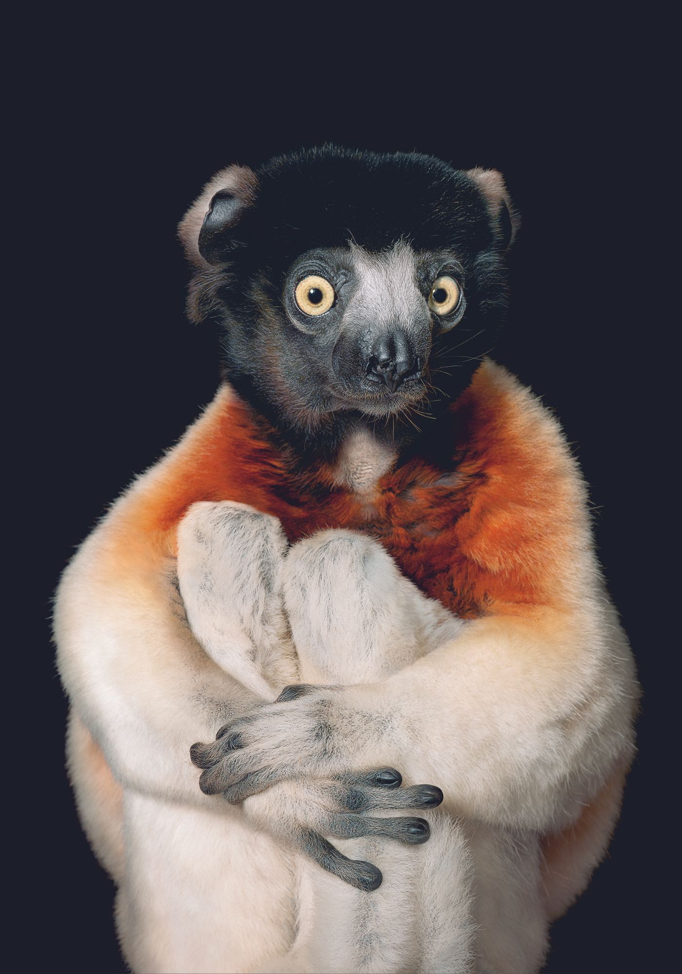 Fotografía de un sifaca coronado que integra la exposición "Emociones en peligro".