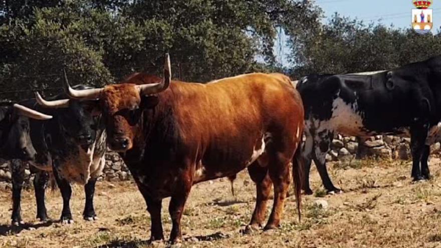 VÍDEO | Así es Rencoroso, el Toro Enmaromado de Benavente