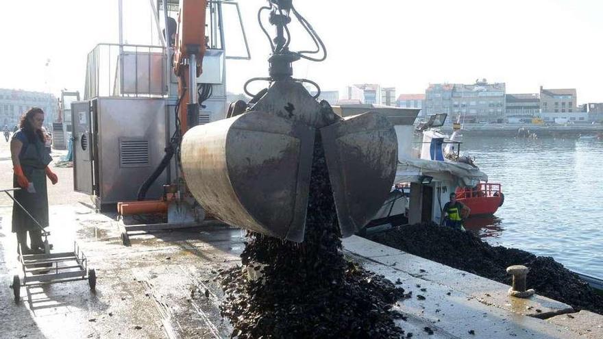 Descargas de mejillón en el muelle de A Illa. // Noé Parga