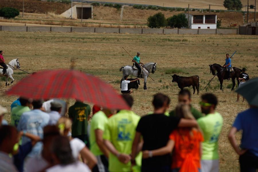 Fiestas en Zamora: Espante de vacas en Fuentesaúco