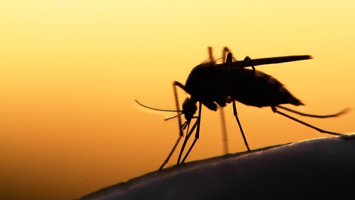 LUZ MATA MOSQUITOS | Ondas de ultrasonido contra los mosquitos: ¿Funcionan  realmente estos aparatos?
