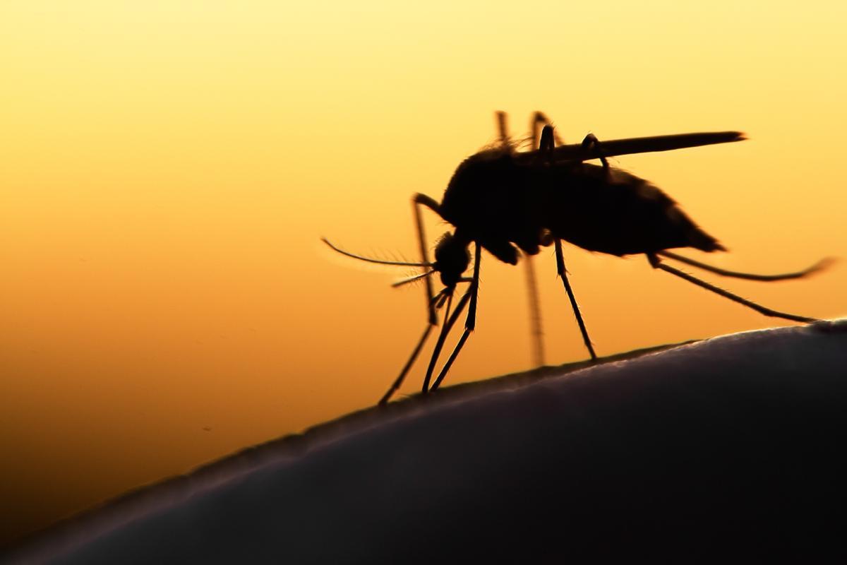 Mosquitos: aparatos de ultrasonidos para combatir estos insectos