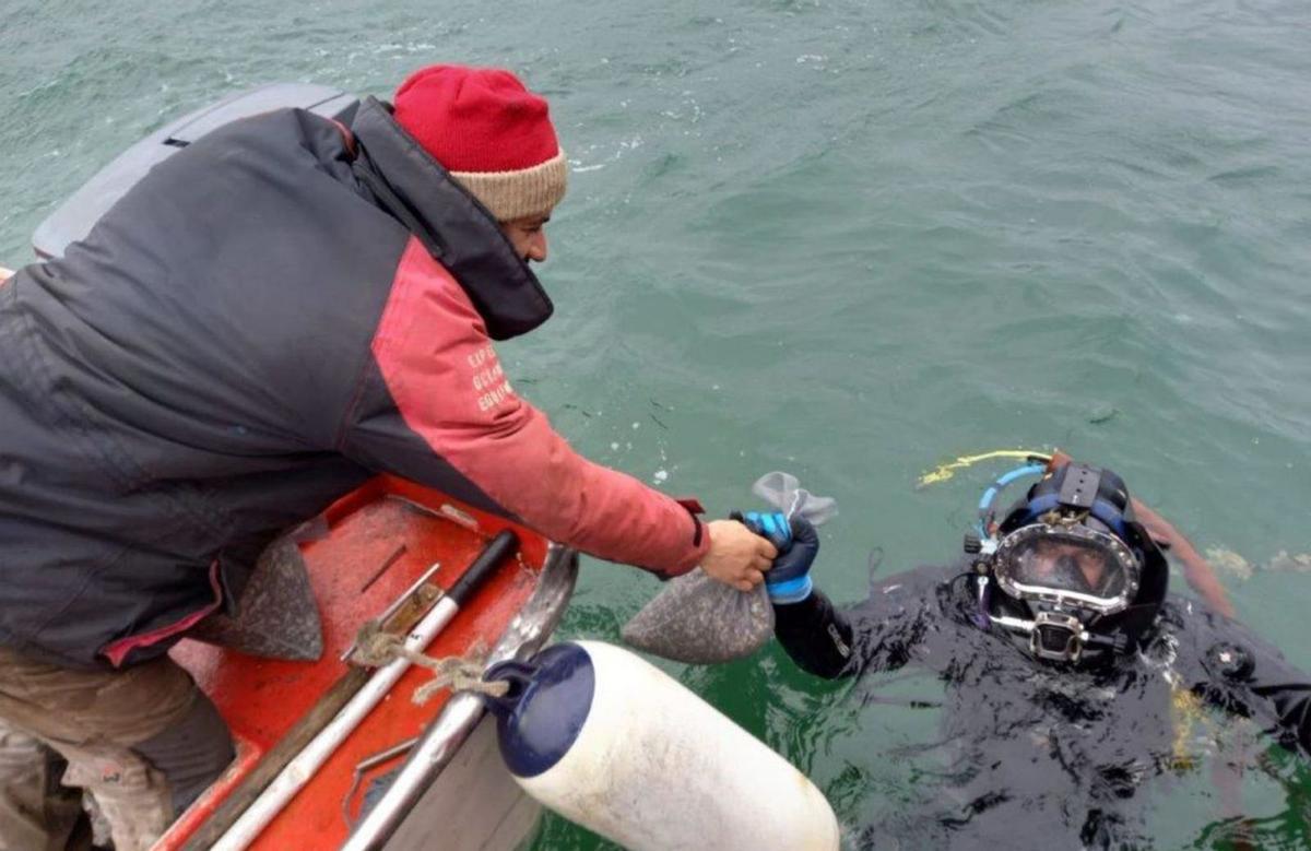 Una de las acciones de regeneración llevadas a cabo por la Consellería do Mar en los bancos de libre marisqueo arousanos, donde sembró cientos de miles de alevines de almeja. |   //  FDV