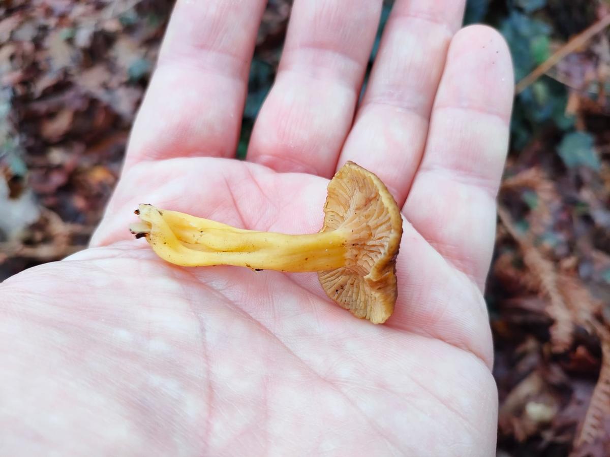 Cantarela tubiforme.