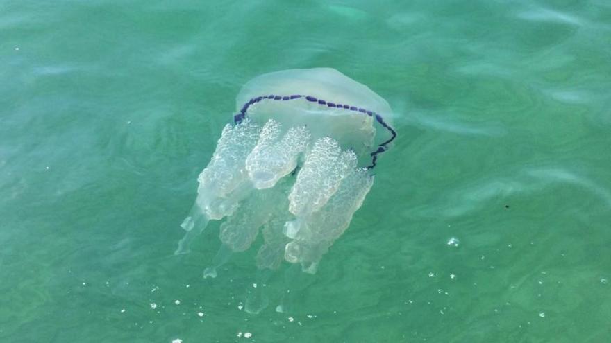 Bandera groga a la platja d&#039;Empuriabrava per la presència de meduses