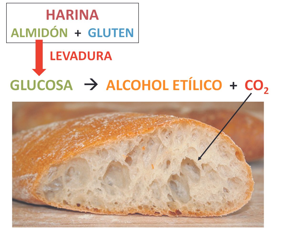Componentes del pan
