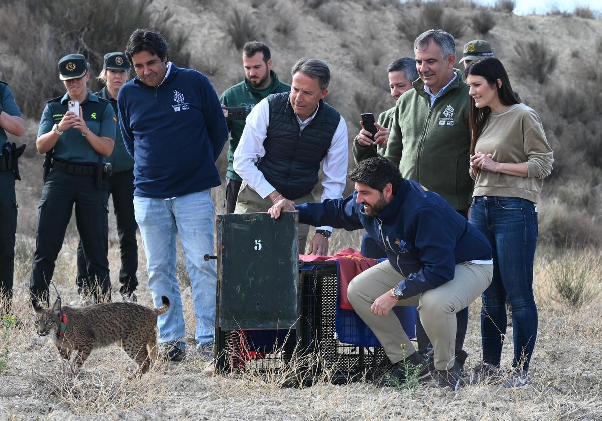 Suelta de dos nuevos linces ibéricos en las Tierras Altas de Lorca en 2024.