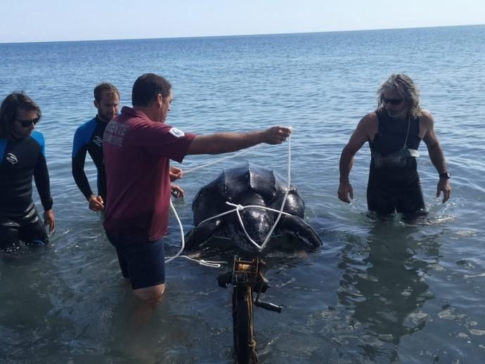 Rescate del cadáver de una tortuga laúd en Fuerteventura