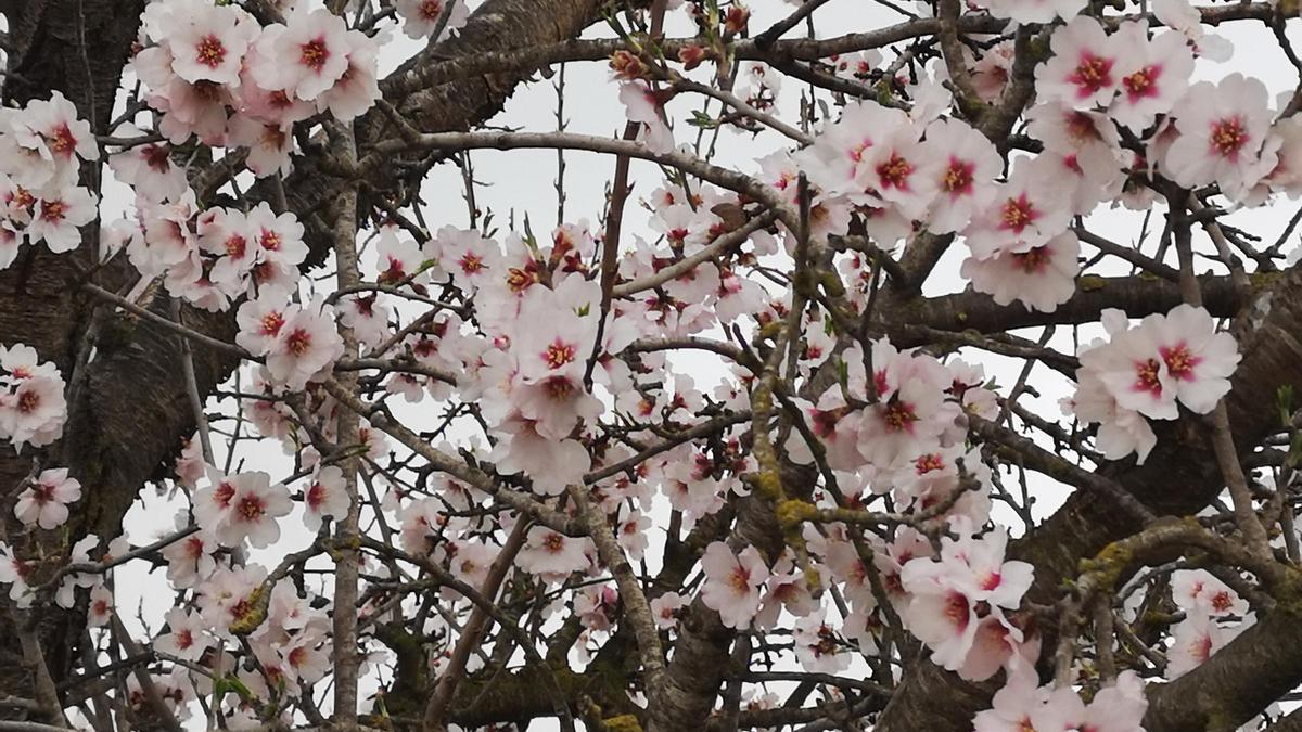 Los almendros en flor ya alegran los paisajes valencianos