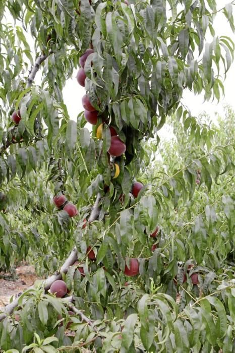 Auf seiner Plantage mit 2.500 Bäumen bei Manacor erntet Maties Adrover von Mai bis September Pfirsiche. Er bemüht sich, Inselobst mit optimalem Reifegrad in den Handel zu bringen.