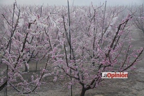 Helada del 17 de febrero de 2016 en Cieza