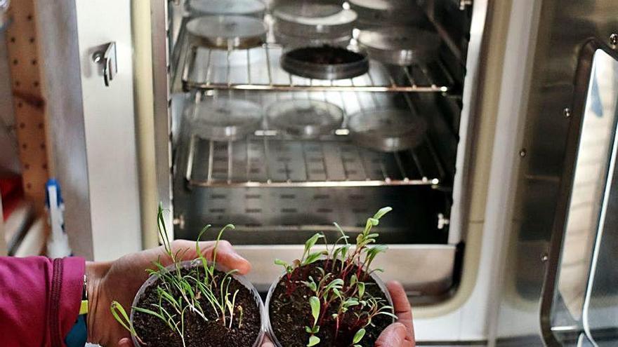 Algunes de les llavors en germinació.