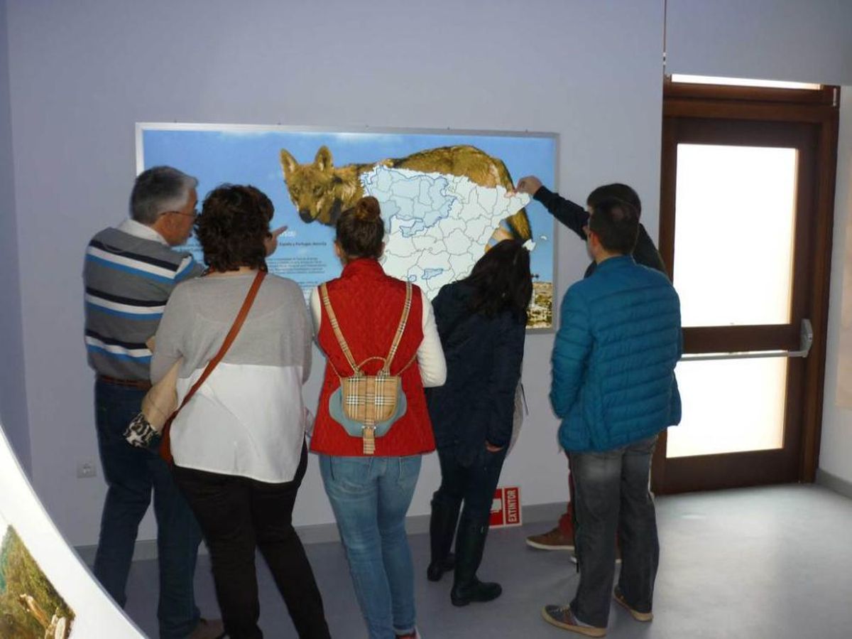 El lobo atrae turismo a Belmonte