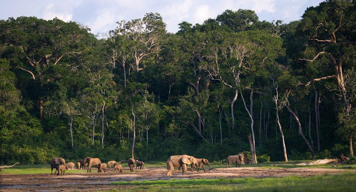 Elefantes en República Democratica del Congo