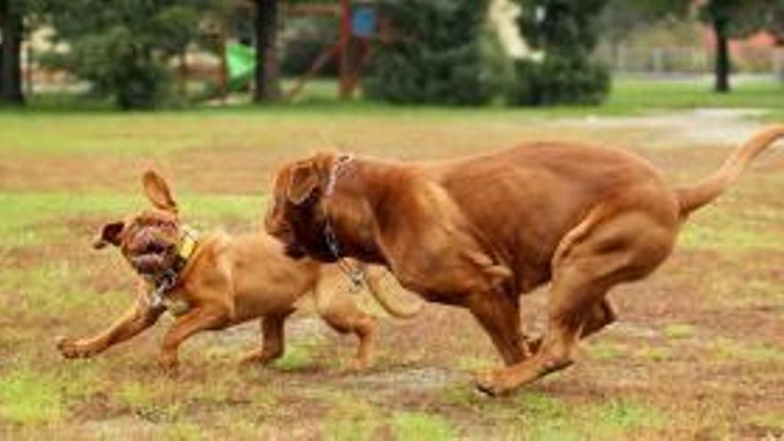 Dos dogos jugando en un campo. // Pixabay