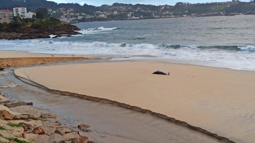 Un delfín muerto en la playa de Agrelo