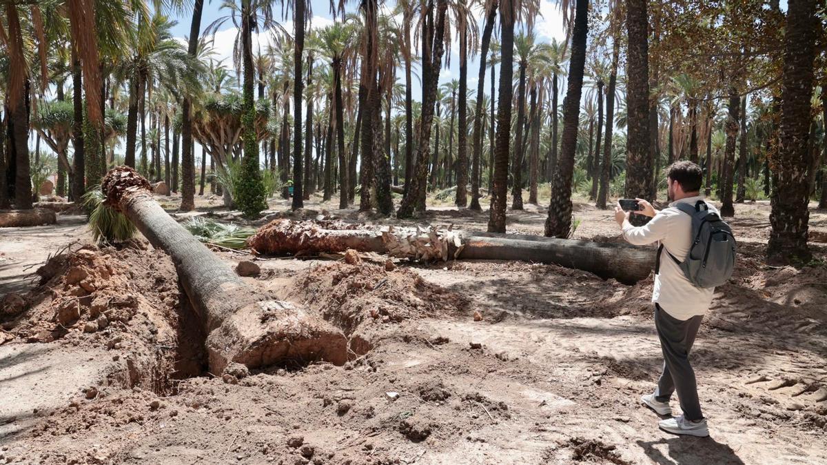 Ejemplares de palmera "Washingtonia" arrancados este miércoles para la recuperación de l'Hort del Gat