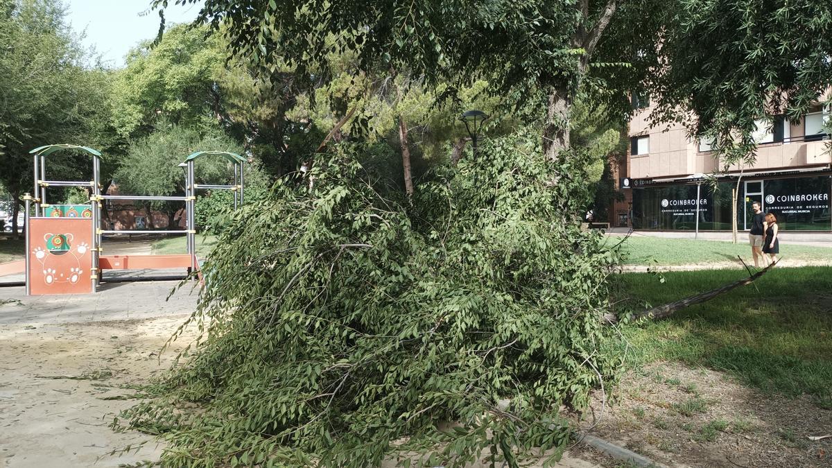 EFECTOS VIENTO HURACANADO DE ANOCHE EN CALLES Y JARDINES DE MURCIA