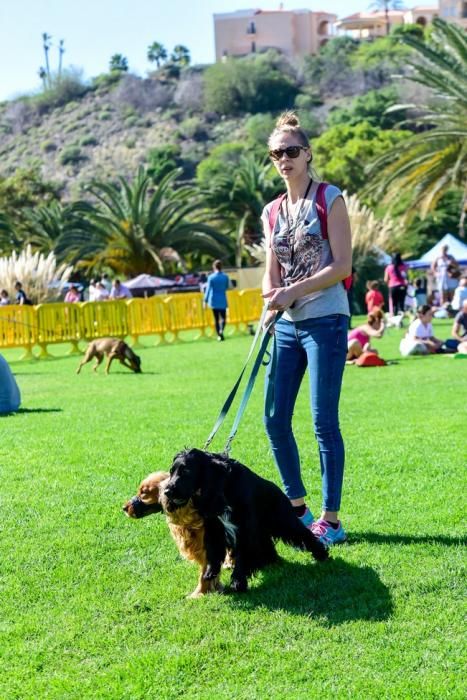 10/12/2016 MASPALOMAS. Feria de Mascotas Maspalomas 2016.Foto: SABRINA CEBALLOS