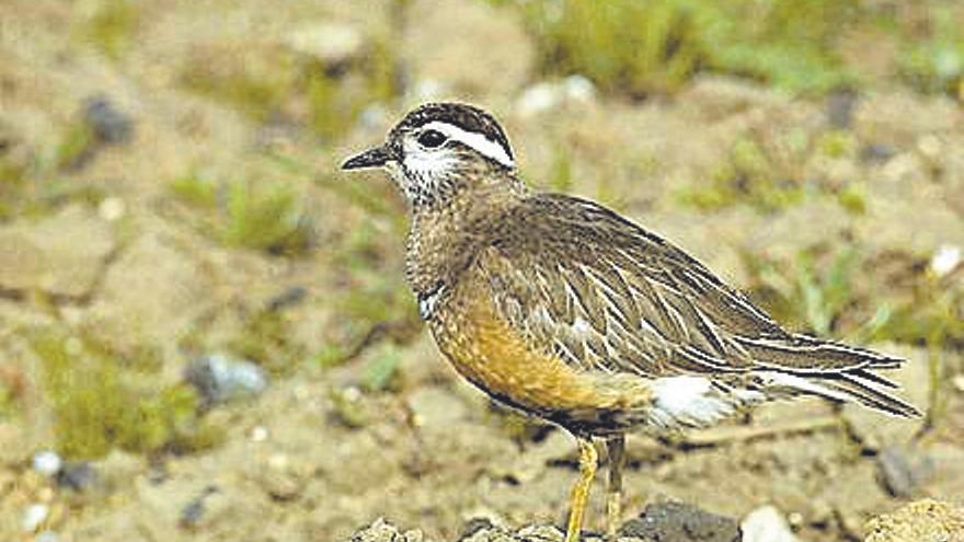 Chorlito carambolo.