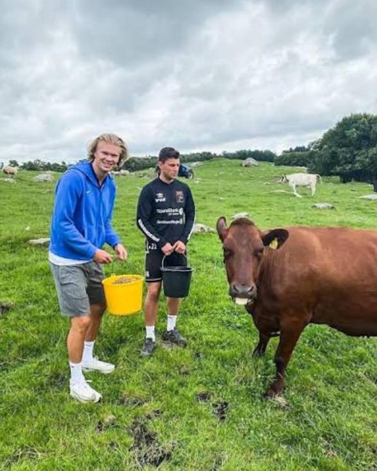 Haaland con vacas