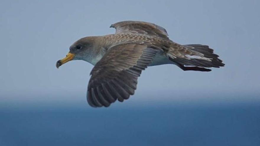 Una pardela cenicienta, declarada Ave del Año 2013 por SEO/BirdLife.  //  SEO