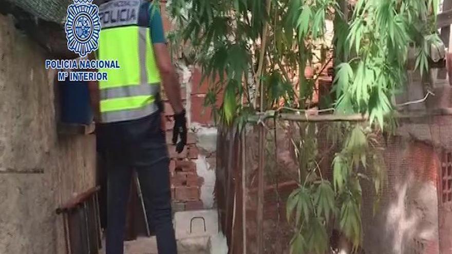 Pillados en Molina de Segura con una planta de marihuana que se convirtió en un árbol de 5 metros