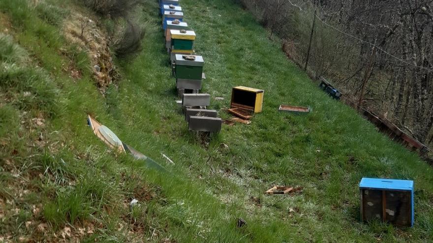 Un oso amenaza a los apicultores de la Alta Sanabria