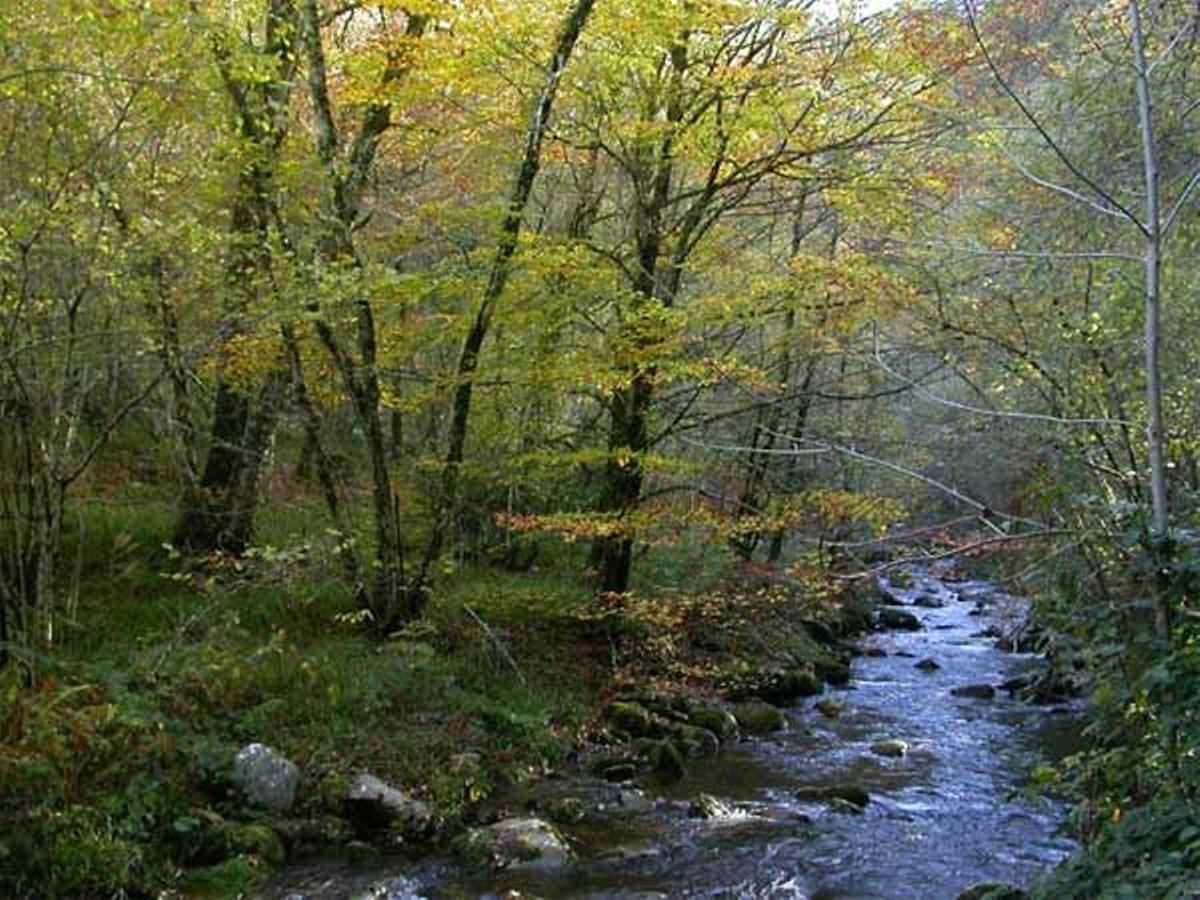 Fuentes del Narcea y del Ibias