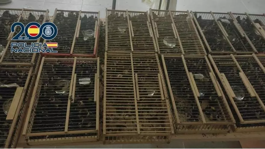 La Policía Nacional intercepta en Orihuela 400 jilgueros que iban a ser transportados a Francia para su tráfico y venta ilegal