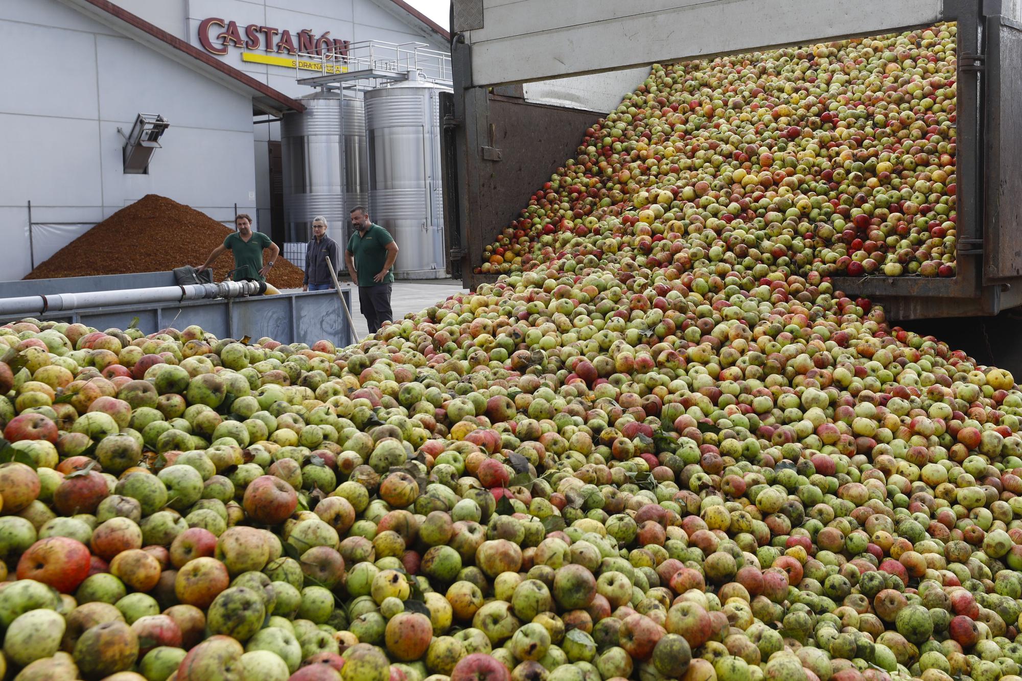 EN IMÁGENES: Llegan las primeras manzanas del año a los llagares asturianos