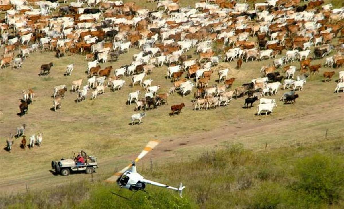 Una manada de bous és reunit i controlat mitjançant l’ús d’un helicòpter i de vehicles terrestres a l’estació River Bullo, al Territori del Nord, Austràlia.