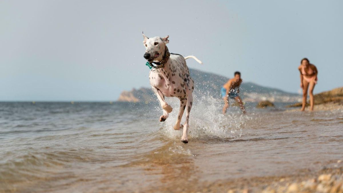 Un gos jungant a la platja.