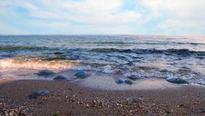 Medusas en la orilla de una playa 