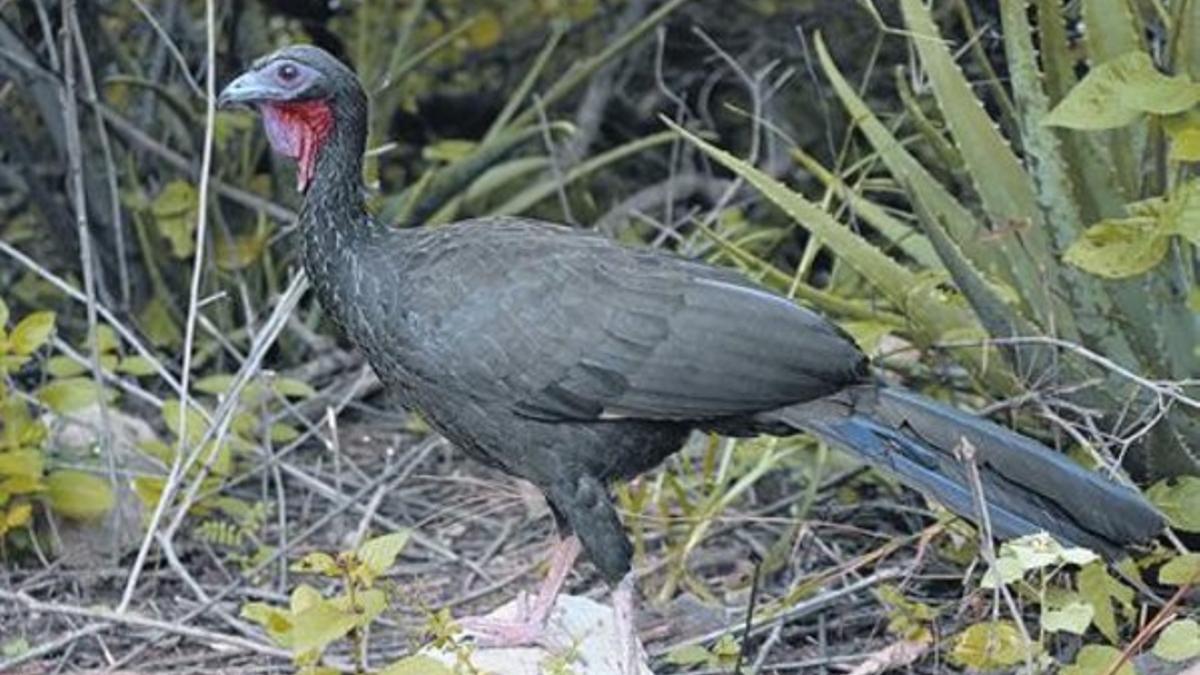 Ejemplar de pava aliblanca, especie en peligro de extinción, en la reserva Chaparrí, en el norte de Perú.