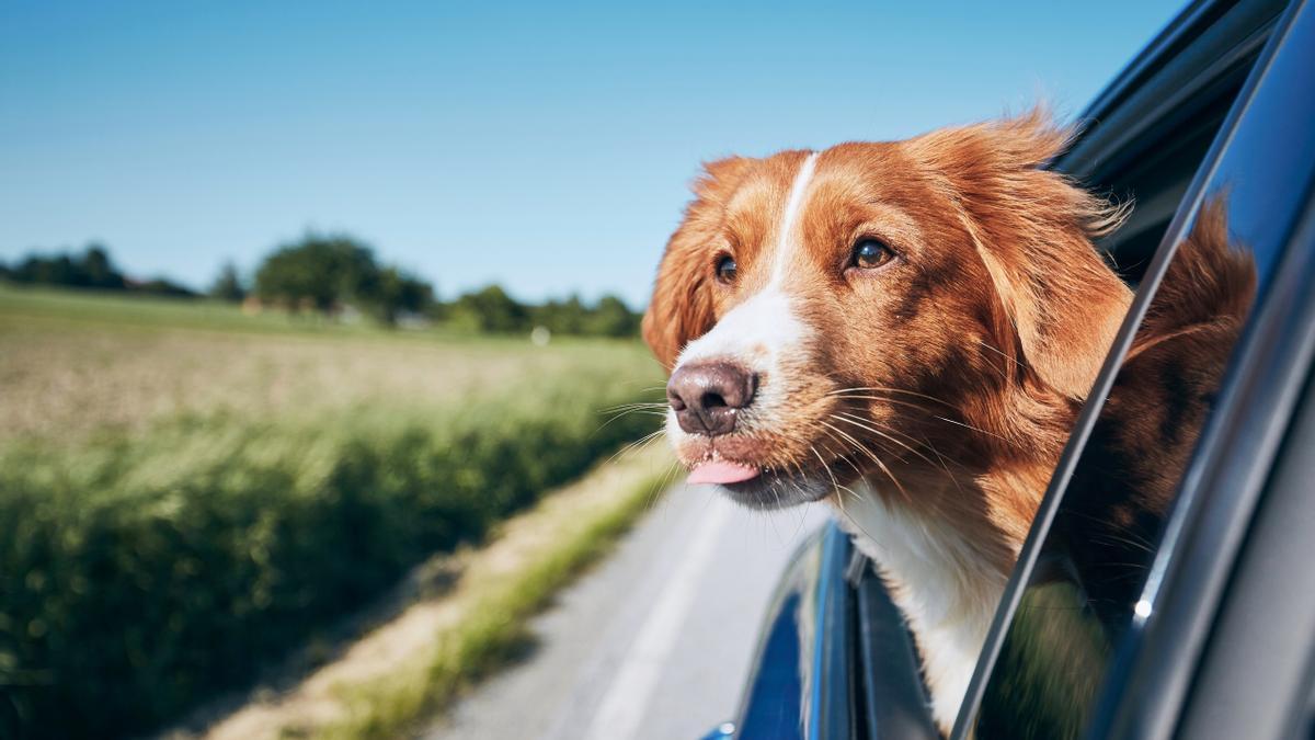 La DGT multa si no llevas a tu perro de la forma correcta en el coche.