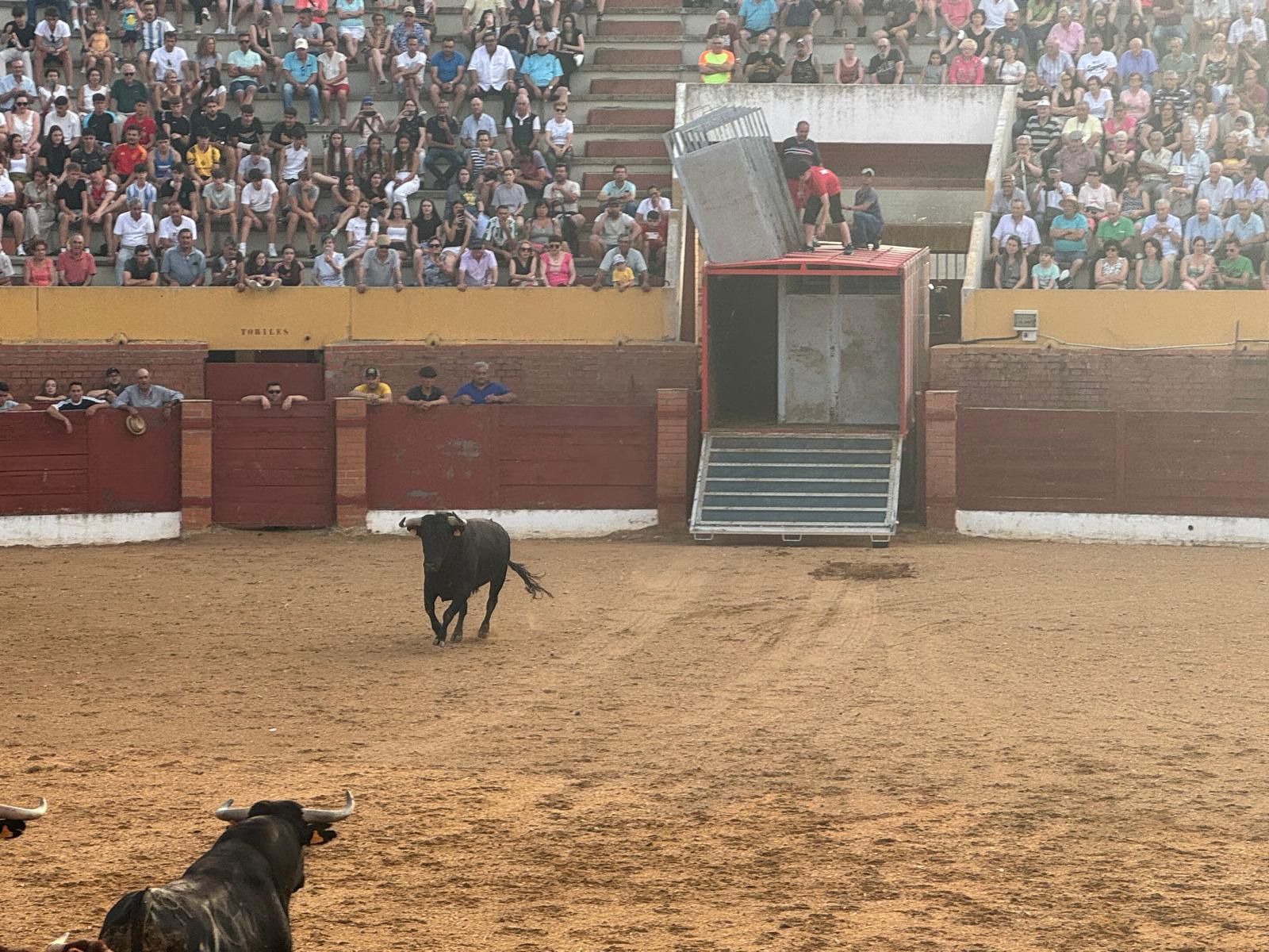 GALERÍA | Presentación de los toros de las fiestas de Fuentesaúco