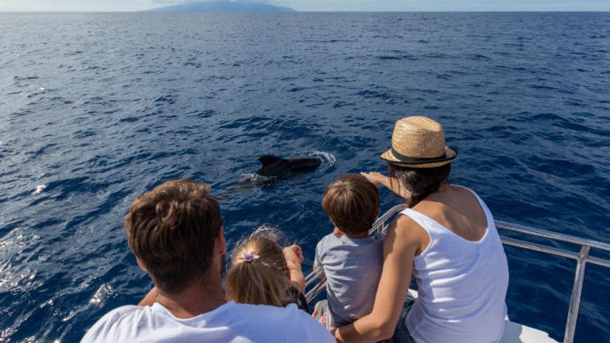 Canarias, ¿santuario de ballenas?