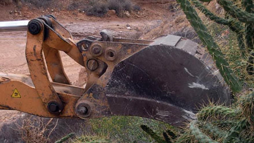 Pinoso en guerra contra el «cactus Arizona»