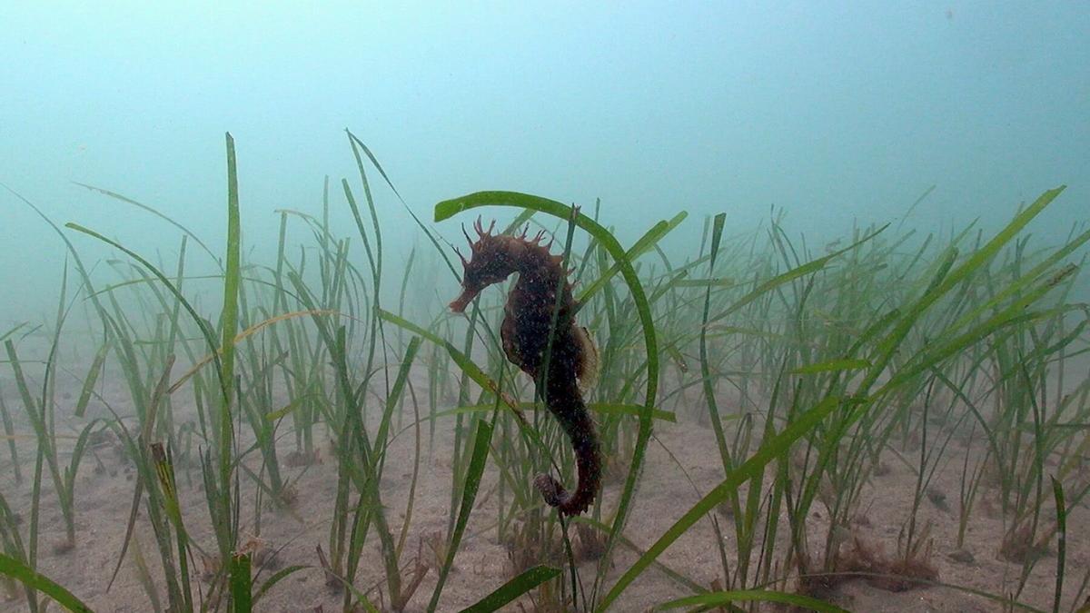 Imagen facilitada de un caballito de mar mediterráneo (hippocampus-guttulatus).