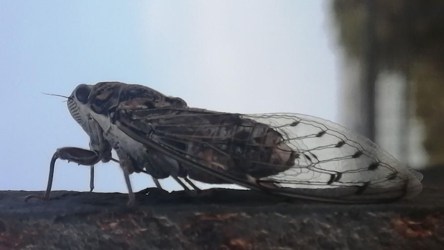 Was zirpt denn da im Urlaub? Wie die Insekten von Mallorca den Sound des Sommers kreieren