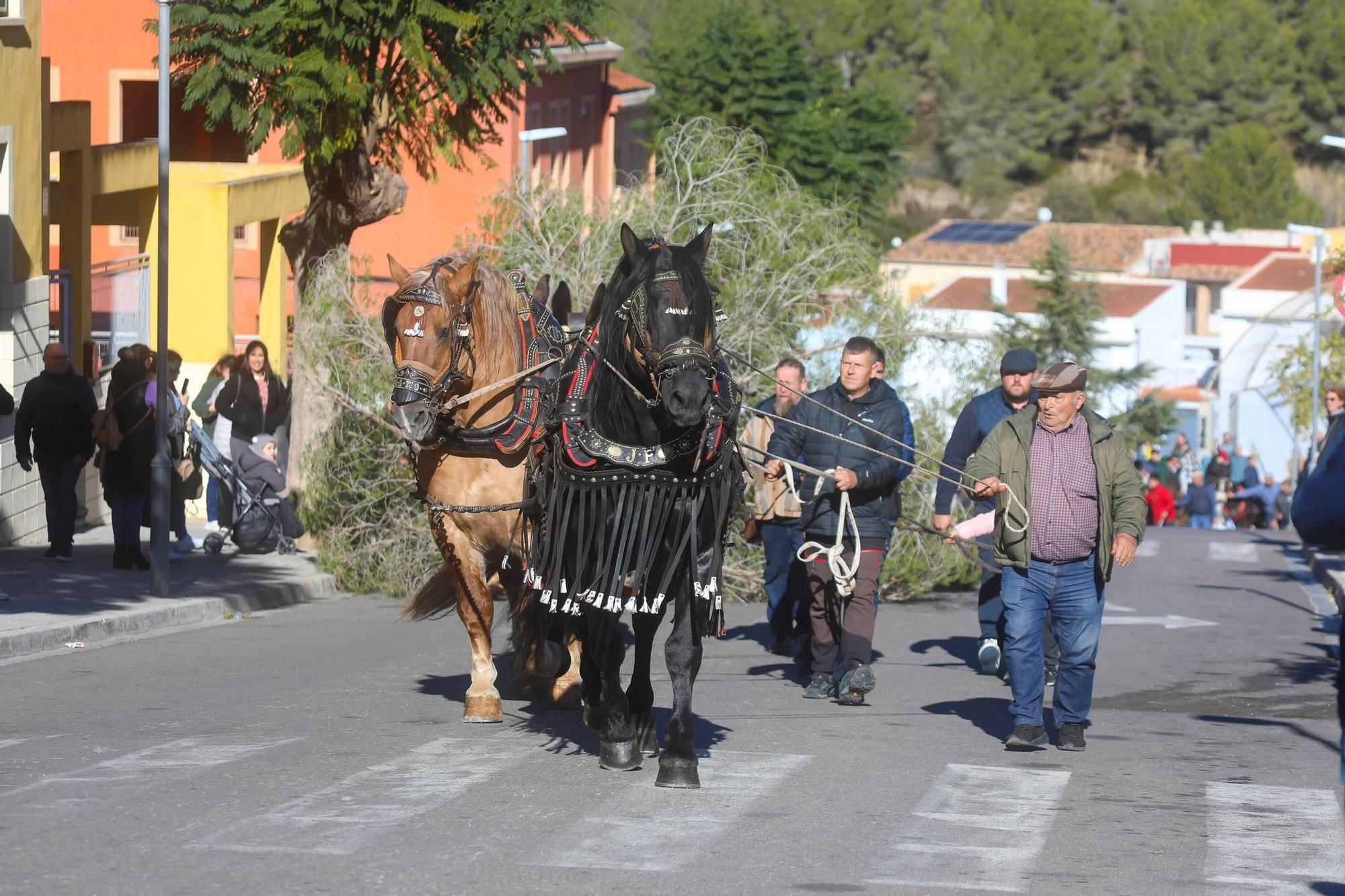 Los mejores momentos de los preparativos de la fiesta de Sant Antoni en Gavarda