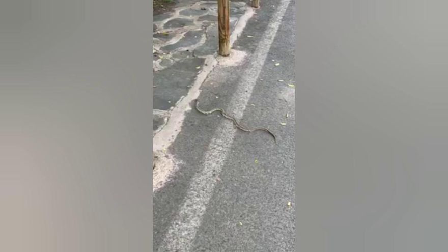 Así es la culebra real californiana que está en la zona de Tunte