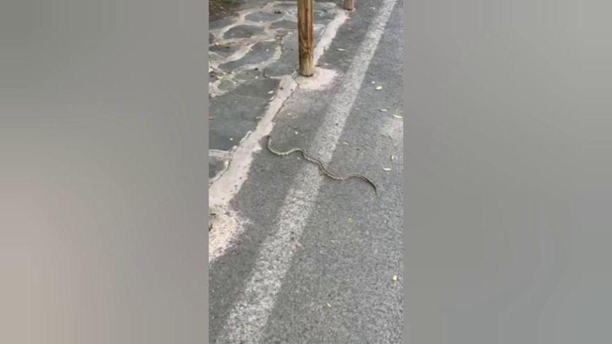 El del martes fue el primer avistamiento de una culebra real californiana en Tunte