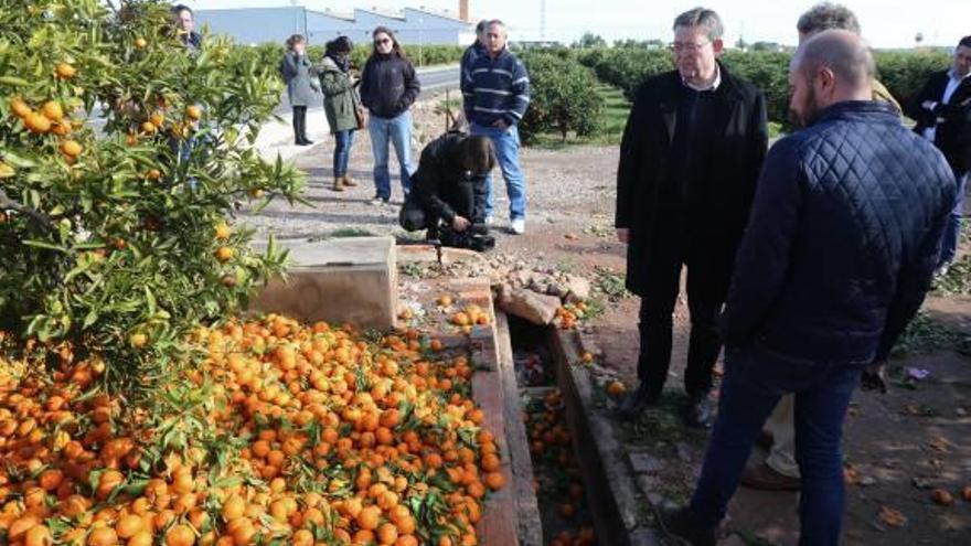 Ximo Puig, en una visita ayer a un campo de naranjos. Abajo, el resto de consellers durante un receso del seminario.