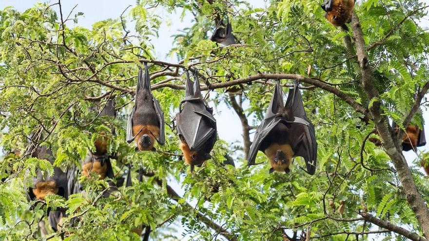 Humanos, animales y naturaleza: ‘una sola salud’ para evitar más pandemias