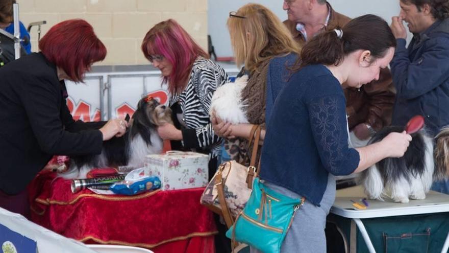 Exposición canina en Caravaca